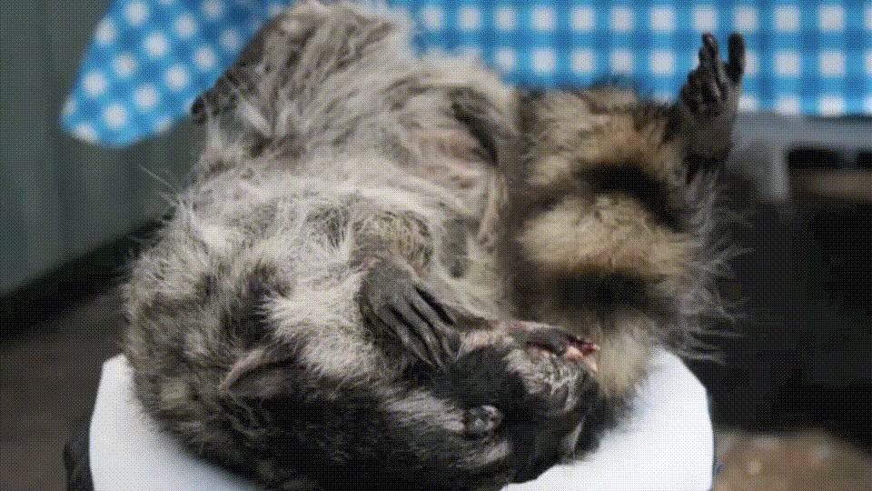 Video Performane by Nevada Hardman featuring taxidermied racoon