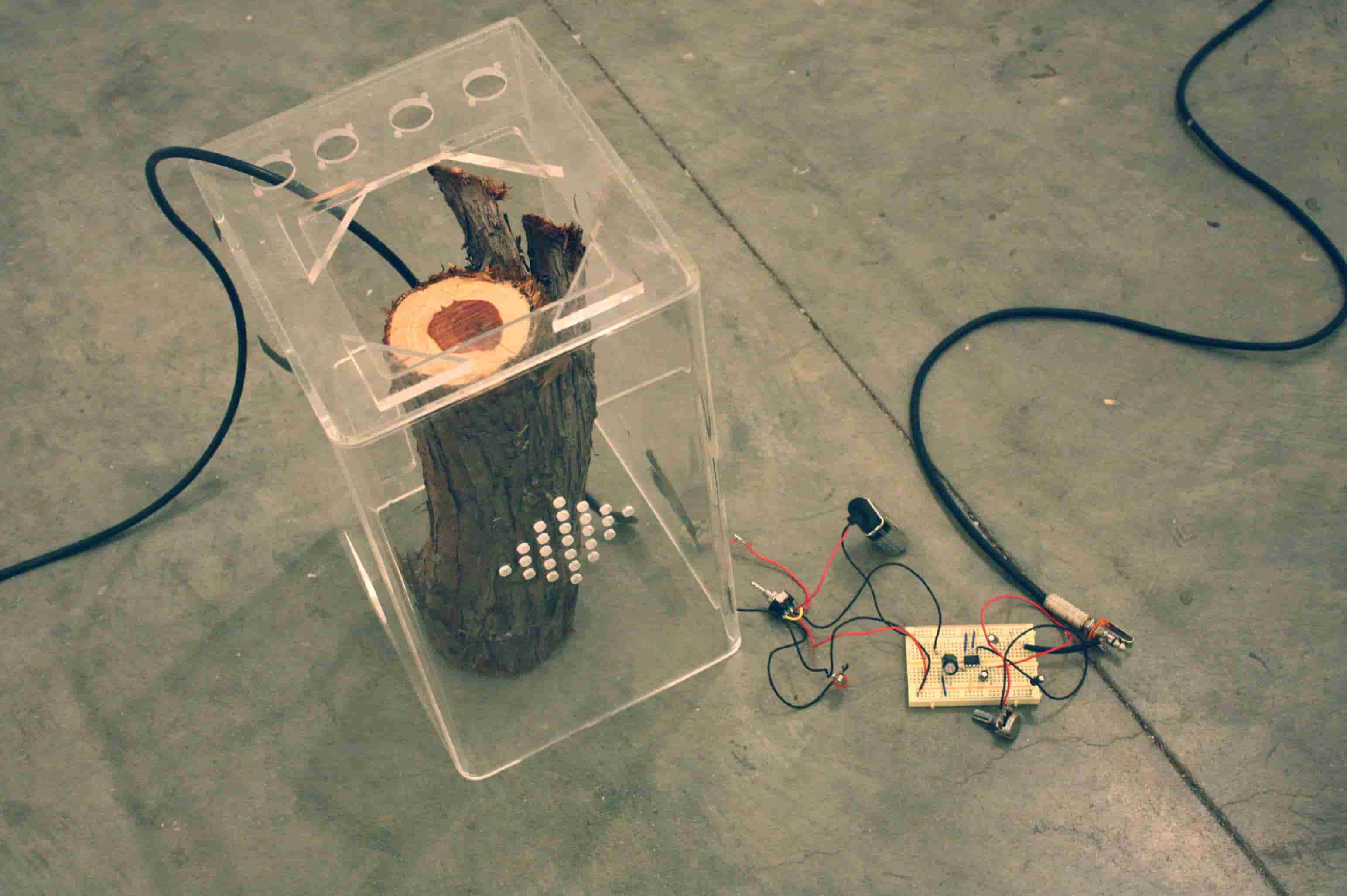 'Sediment Systems' by Nevada Hardman. Uses organic materials, and contact mics to create sonic textures.